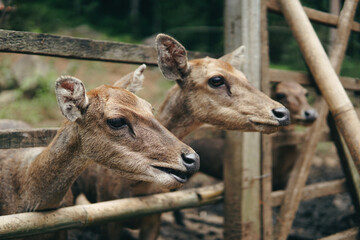 Group of deer in captivity are fed carrots by a small child. Taman Hutan Raya, Bandung, West Java, Indonesia.