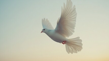 Obraz premium White dove in flight against a pastel sky.
