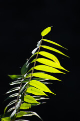 Sun falling on leaves