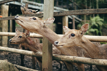 Group of deer in captivity are fed carrots by a small child. Taman Hutan Raya, Bandung, West Java, Indonesia.
