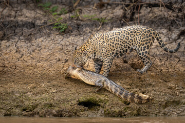 Jaguar on a riverbank with slain caiman