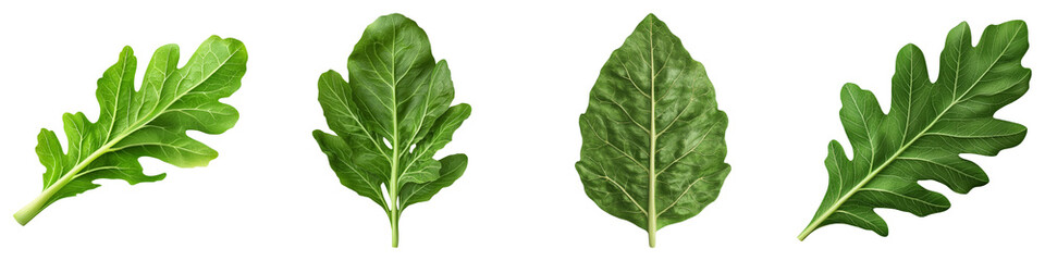 Fresh lettuce leaf concept. Four distinct green leaves displayed against a black background. on Transparent background.
