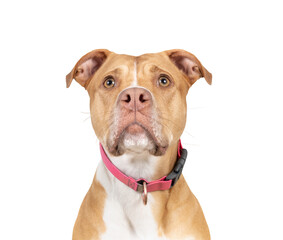 Large dog with intense focus on something. Head shot of Pitbull mix dog waiting for food or toy. Serious or focused stare. 2 years old female Boxer Pitbull mix breed, tan white. Selective focus.