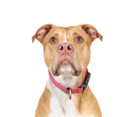 Large dog with intense focus on something. Head shot of Pitbull mix dog waiting for food or toy. Serious or focused stare. 2 years old female Boxer Pitbull mix breed, tan white. Selective focus.