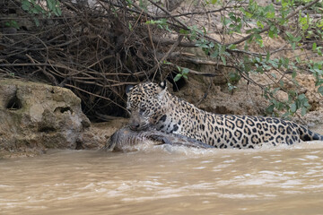 Jaguar walking in the river with slain Caiman
