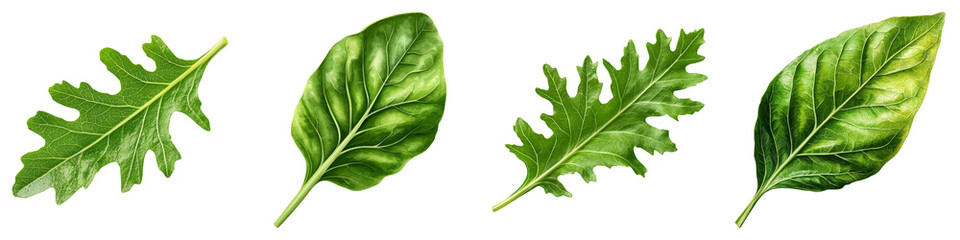 Obraz premium Fresh lettuce leaf concept. Four different types of green leaves on a black background. on Transparent background.