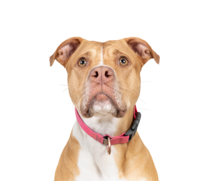 Large dog with intense focus on something. Head shot of Pitbull mix dog waiting for food or toy. Serious or focused stare. 2 years old female Boxer Pitbull mix breed, tan white. Selective focus.
