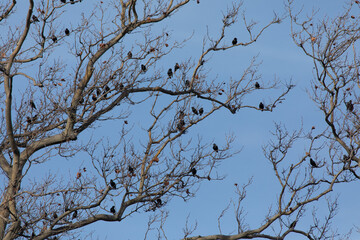 A Group of European Starlings perch in a tree during winter at Sandy Hook in New Jersey.