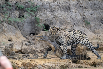 Jaguar with captured caiman on a riverbank