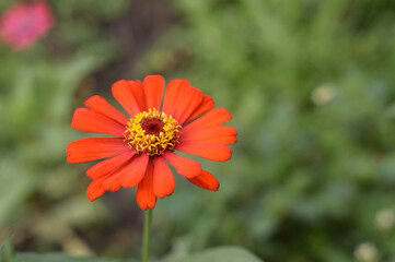 close up of color zinnia flowers growing outdoor