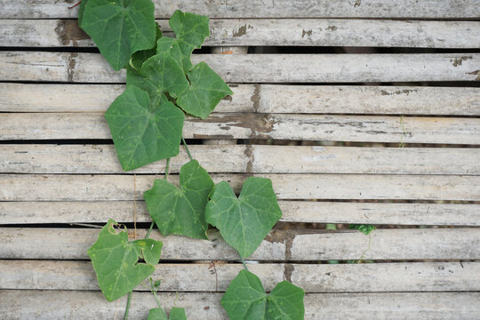 green lvy Gourd leaf on wooden wall.