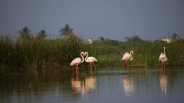 Greater Flamingos waded gracefully through the shallow waters of Bhigwan Lake Sanctuary along the Bima River coast, elegantly walking and searching for food, their vibrant pink plumage contrasting bea