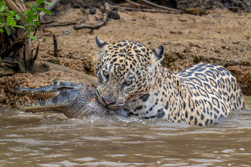 Jaguar walking in the river with slain Caiman