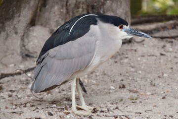 black-crowned night heron bird full