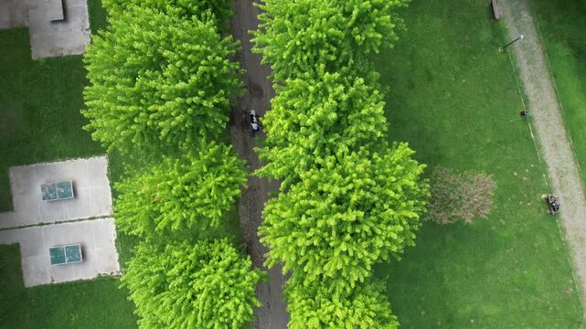 Aerial Green Wooded Park