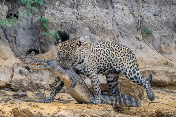 Jaguar with captured caiman on a riverbank