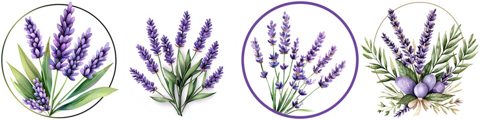 Fototapeta premium Watercolor lavender design and flower logo, A series of illustrated lavender bouquets displayed in circular frames, showcasing vibrant purple flowers and green foliage.