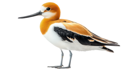 great crested grebe isolated on white background