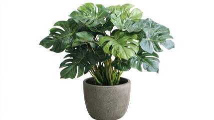 Obraz premium A healthy Monstera plant in a pot, set against a plain white backdrop, showcasing the plant's bold, textured leaves