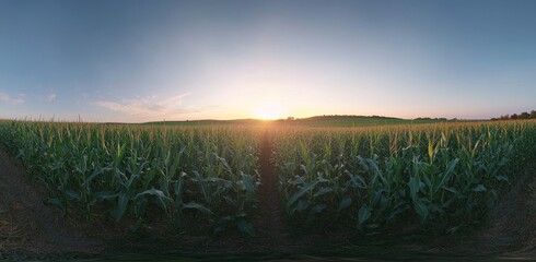 Sunset over a vast cornfield.
