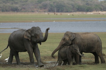Sri Lankan Elephants in the Wild, Kadulla National Park