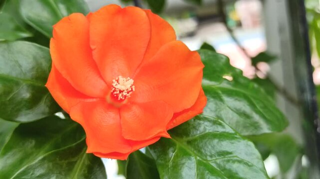 Pereskia bleo in the garden