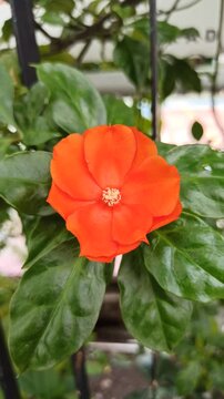 Pereskia bleo in the garden