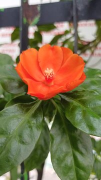 Pereskia bleo in the garden