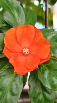 Pereskia bleo in the garden