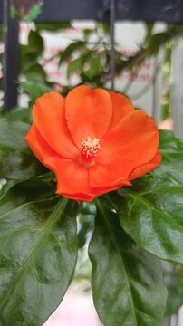 Pereskia bleo in the garden