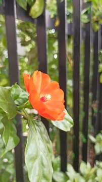 Pereskia bleo in the garden