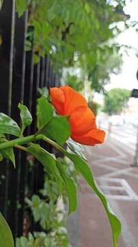 Pereskia bleo in the garden