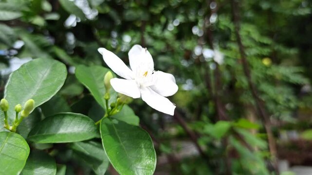 Wrightia antidysenterica in the garden