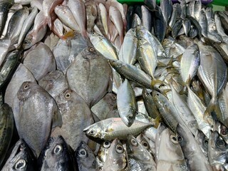 Assorted Fresh Fish Display at Seafood Market