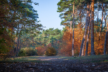 Autumn forest path bathed in warm sunlight, surrounded by vibrant golden and orange foliage. Perfect for seasonal themes, nature blogs, or promotional materials.