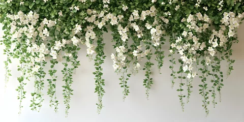 White Flower Vines Illustration