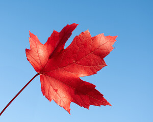 Vibrant Red leaf against clear blue sky background. 