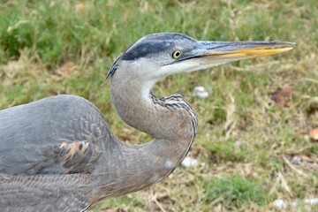 great blue heron bird close up portrait