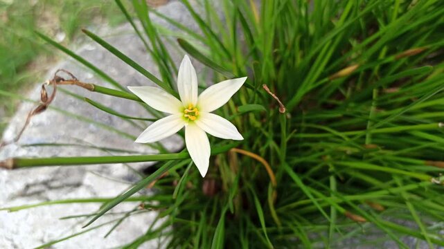 Zephyranthes minuta in the garden