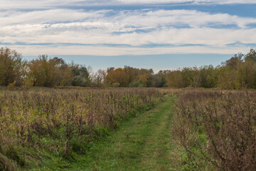 Scenic autumn landscape in Poland, featuring a peaceful grassy path surrounded by golden trees and wild vegetation under a partly cloudy sky. Perfect for seasonal and nature projects.