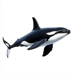 Obraz premium A striking illustration of a killer whale, or orca, swimming gracefully against a white background.