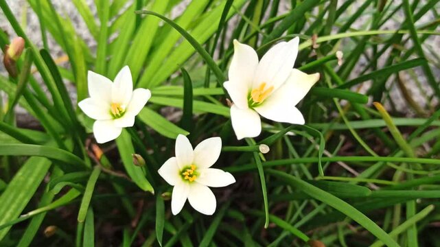 Zephyranthes minuta in the garden