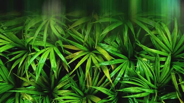 Shake Effect Turbulence vibration, Camera shutter slide effect transition video. backdrop loop animation, Wet Tropical Garden Park Plantation Element grunge texture background 4K