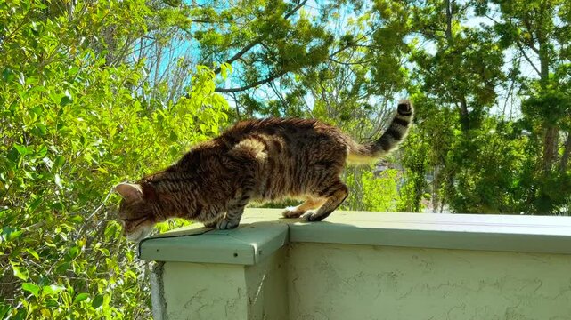 Bengal cat walking outside on the balcony with green trees on the background