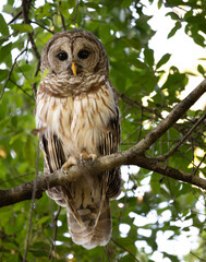 big brown and beige owl perching on a tree branch staring facing forward