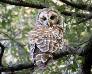 Brwon Owl perching on tree looking back. Owl staring back. Cute owl looking back. Barn owl.