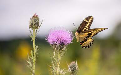 Orangedog (giant swallowtail) Papilio cresphontes perched on thistle flower at the Great River...