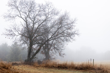 Silhouettes of oak trees in the winter on a foggy day on a farm. 