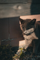 猫