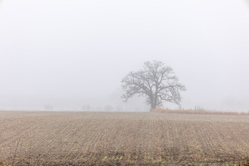 A bur oak tree in the distance on a foggy day on the edge of a farm field. 